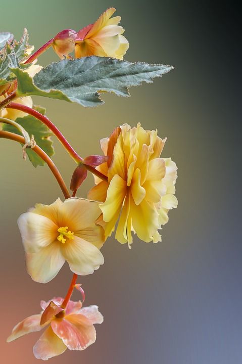 花朵 黄色的花 花瓣 黄色花瓣 盛开 开花 植物群 自然 植物