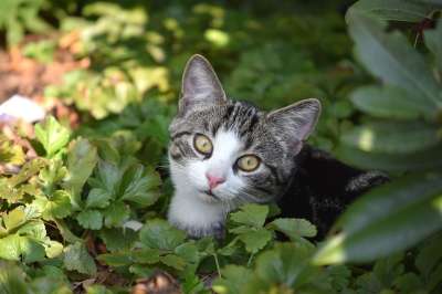 动物 猫 猫科动物 哺乳动物 胡须 毛皮 宠物