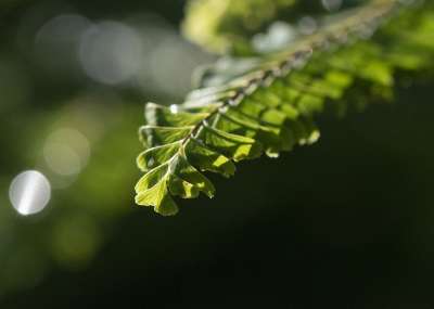 蕨类 自然 植物学 生长 宏 工厂