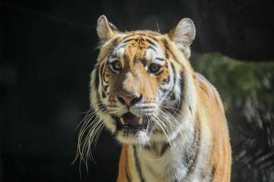 老虎 动物 野生动物 一只大猫 野猫 猎人 哺乳动物 自然 特写