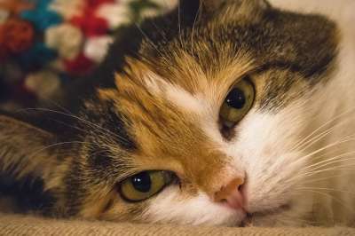猫 猫眼 联系人 关系 看法 脸 猫脸 眼睛 手表 细心