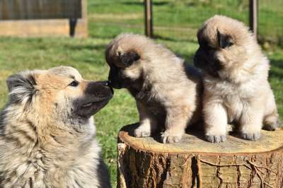 狗 小狗 狗小狗 吻 亲吻 年轻的狗 小狗Eurasier