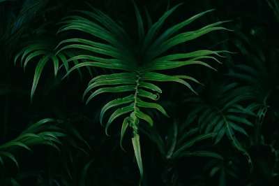 树叶 自然 植物 蕨类 绿色 叶子 绿色的树叶 绿色的叶子