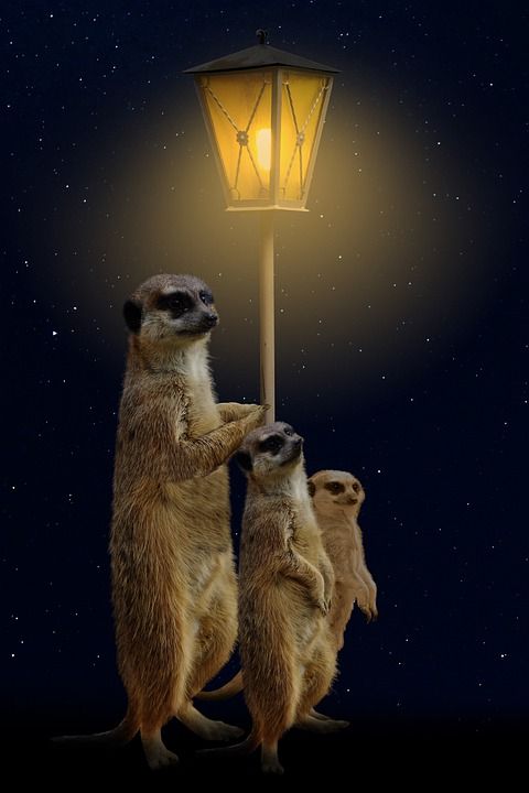 猫鼬会 路灯 野生动物 背景 等待 灯 夜晚 星空 家庭