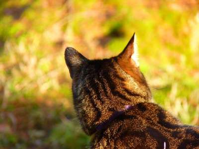猫 宿醉 老虎 毛皮 动物 生物