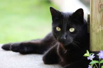 动物 猫 可爱的 哺乳动物 家畜 国内的 眼睛 好奇心 年轻