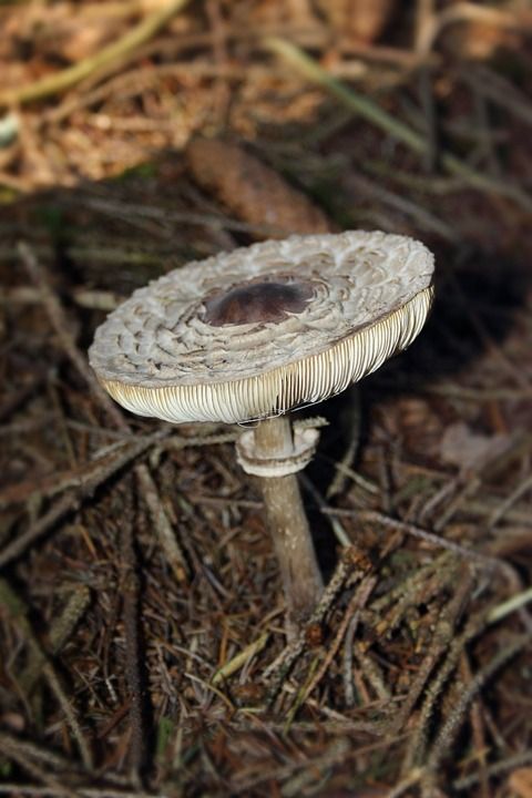 蘑菇 阳伞 森林地面 落下