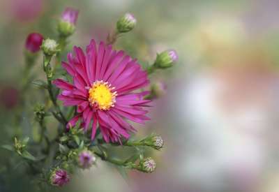 花 花朵 性质 夏天 秋天 灌木 翠菊 颜色 花园 紫苑