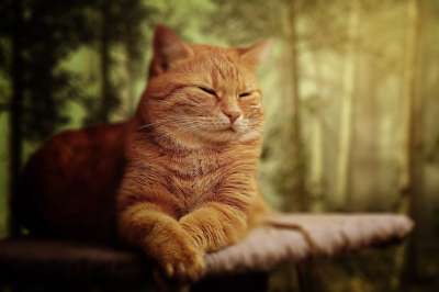 猫 梦 柔软的 动物 可爱的 宠物 睡眠 基蒂 睡觉 甜的