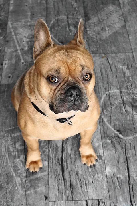 法国斗牛犬 狗 动物 可爱的 朋友 细心 动物肖像 忠于
