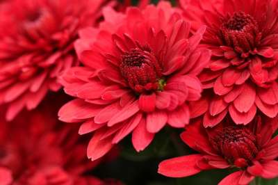 菊花 花朵 红色花 红色花瓣 花瓣 红菊花 盛开 开花 植物群