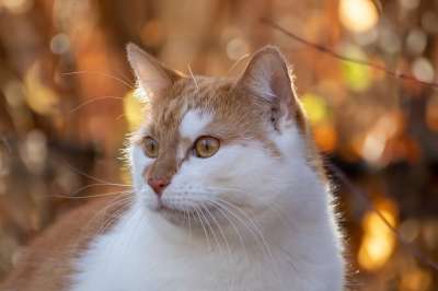 猫 红色的 白色的 胡须 家猫 家畜 脸 猫眼