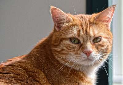 猫 宿醉 红色的 可爱的 鲭鱼 老虎 舒适 动物 家猫 毛皮