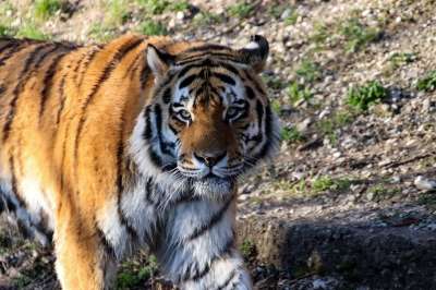 老虎 捕食者 野生动物 危险的 大猫 食肉动物 猫 自然 野猫