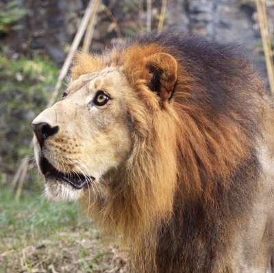 狮子 哺乳动物 动物 猫 捕食者 食肉动物 野生动物 荒野 毛皮