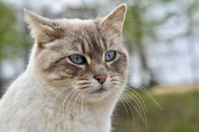 猫 猫科动物 动物 猫的肖像 哺乳动物 女性