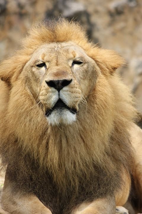 狮子 自豪地 大猫 鬃毛 男性 野猫 狮子的鬃毛 强大的