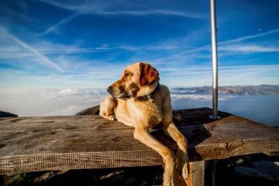狗 山 购物车 Canino