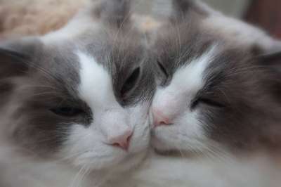 猫 姐妹 布娃娃 动物 可爱的 爱 纯种 灰色的爱 灰猫