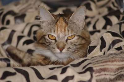虎斑猫 猫 舒适 特写 肖像 猫科动物 动物 宠物 舌头 眼睛