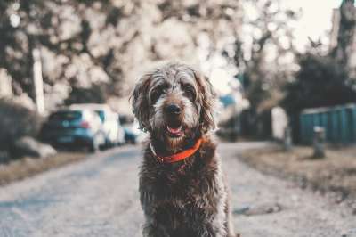 可爱的 动物 犬类 狗 宠物 灰狗 灰色的动物 灰色的宠物