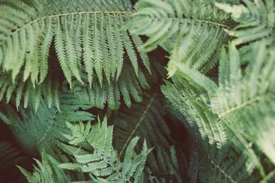 蕨类 植物 绿色 自然 叶子 有天赋的人 森林 春天 植物群