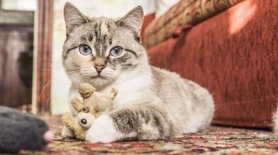 动物 猫 可爱 哺乳动物 宠物 小猫