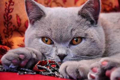 猫 宠物 猫科动物 动物 毛皮 基蒂 国内的 国内的猫 猫画像