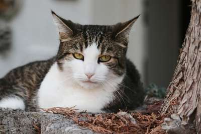 猫 家猫 家畜 绿色的眼睛 动物 猫眼 大花猫 看法 宿醉