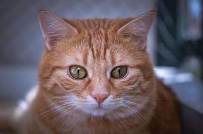 猫 鲭鱼 拍照 肖像 乐趣 红色的 大花猫 小猫 红猫 虎猫