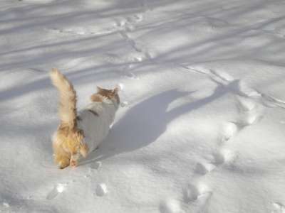 猫走 在雪里 猫 雪 冬天 灰猫 灰走的 灰色雪