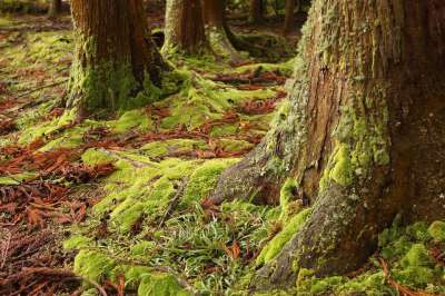 Moss 绿色的 树林里 森林 树木 地板 叶 棕色 死的