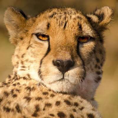 猎豹 迅速地 猫 大猫 捕食者 污渍 食肉动物 野生动物