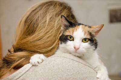 猫 小猫 家猫 动物 猫的眼睛 达乔维茨 女士 女孩 图利 爱