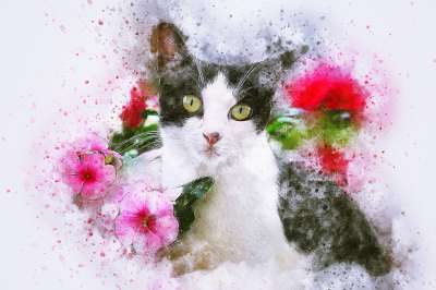 猫 动物 艺术 抽象 花朵 水彩 优质的 自然 丰富多彩的