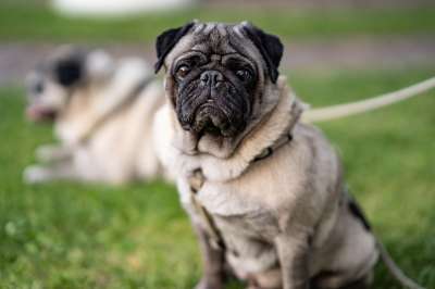哈巴狗 狗 宠物 犬类 动物 毛皮 鼻子 哺乳动物 狗肖像