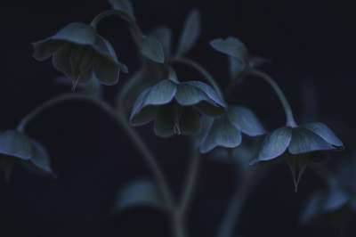 藜芦 花朵 植物 花瓣 盛开 春天 花园 自然 黑暗的 特写