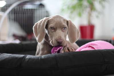 犬只 小狗 狗 鼻子 动物肖像 毛巾