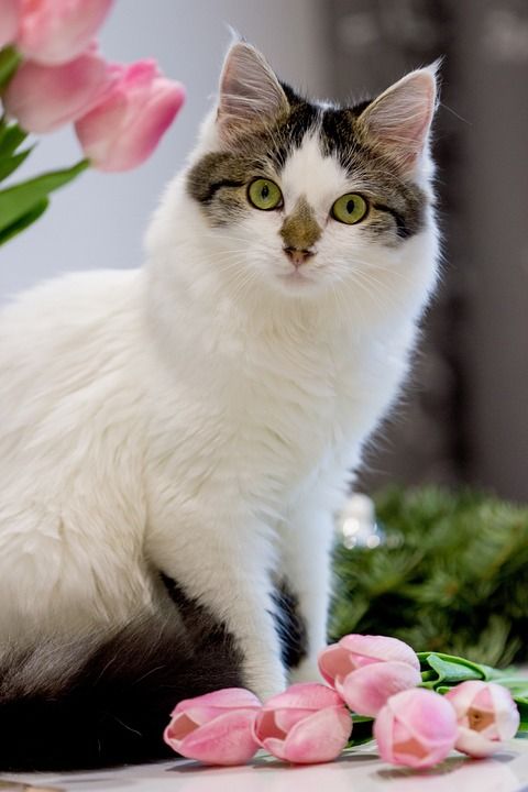 猫 郁金香 纵向