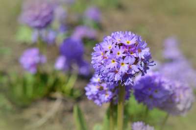 紫色的花朵 小花 花瓣 紫色花瓣 盛开 开花 植物群 花艺 园艺