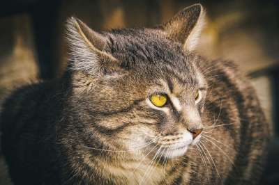 猫 家猫 眼睛 家畜 猫眼 肖像 鲭鱼 野生动物 猫脸 毛皮