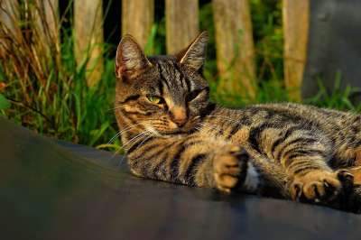 猫 女性 头 猫脸 家猫 可爱的 动物 家畜 肖像 可爱的猫咪