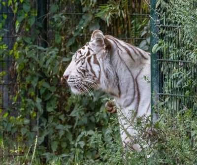 老虎 捕食者 野生动物 大猫 动物 动物园 野猫 自然 猫