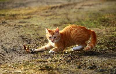 猫 小猫 红虎斑 红猫 游戏 叶子 草 猫宝宝 年轻的猫