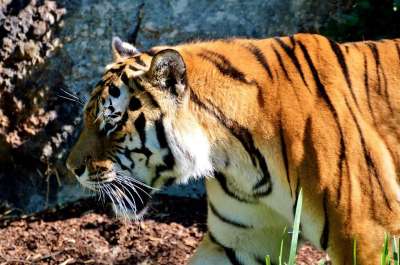 老虎 大猫 猫 野猫 危险的 动物园 蒂尔加滕