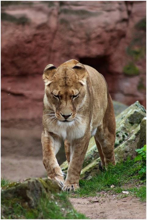 狮子 母狮 捕食者 食肉动物 大猫 动物 野猫 毛皮 女性