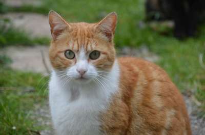 猫 猫科动物 可爱 哺乳动物 驯化 毛皮 老虎 动物 青年