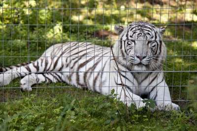 白色的老虎 老虎 猫科动物 公园 栅栏 荒野