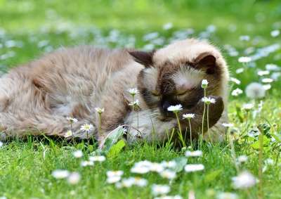 猫 品种猫 英国短毛猫 纯种 短发 毛皮 可爱的