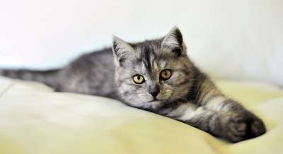 猫 狗 狗和猫 猫狗 宠物 可爱的 国内的 动物 小猫